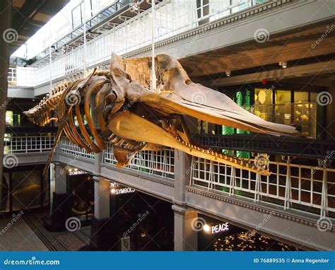 Inside the Manchester Museum, Northern England Editorial Image - Image of england, museum: 76889535