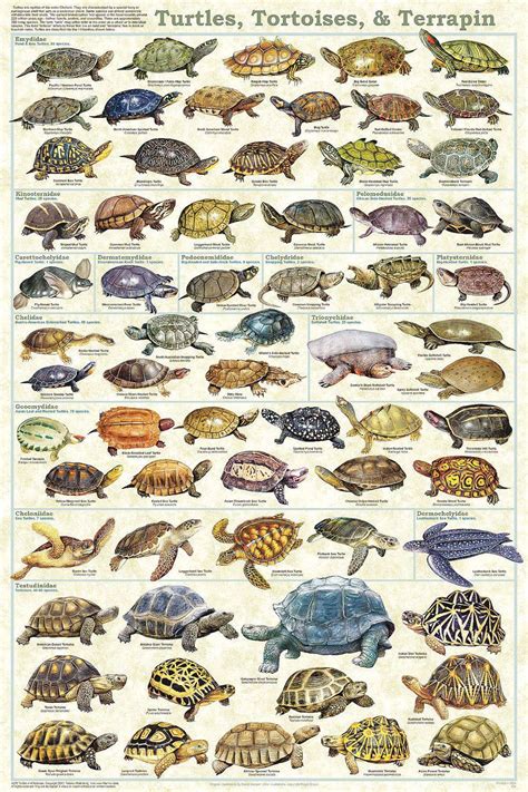 Turtle Vs Tortoise: 8 Key Differences Between These Reptiles