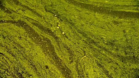 What to know about harmful algae blooms in the Capital Region