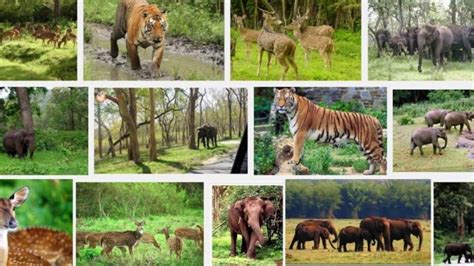 Top 14 Wildlife Sanctuaries in India | Trawell.in Blog