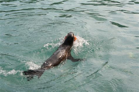 Free Images : ocean, zoo, fish, sea lion, seals, vertebrate, dolphin, marine mammal, foka ...