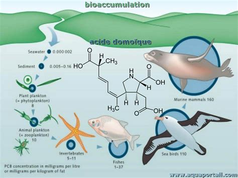 Bioaccumulation : définition et explications