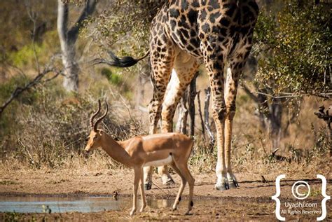 Kruger Wildlife Gallery | Kruger Photo Gallery