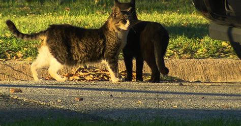 Rabies Scare In The Colony - CBS Texas