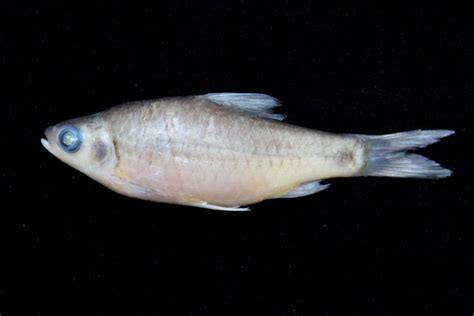 New fish species discovered - The Hindu