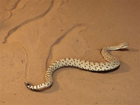 Sidewinder robots slither like snakes | Science | AAAS