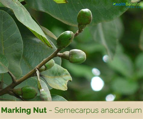 Semecarpus Anacardium Oil | motosdidac.es