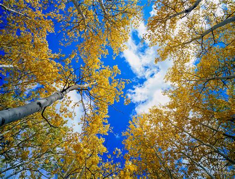 Autumn Aspen and Clouds - Scott Walton Photographs