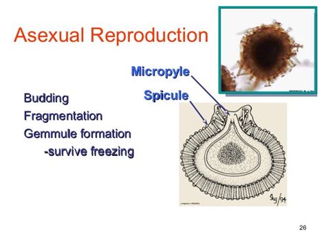 Zoology- Phylum Porifera