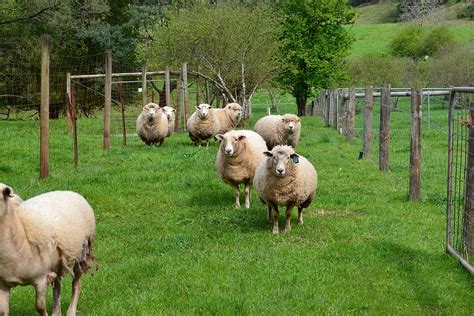 sheep, gippsland, victoria, australia, farm, rural, livestock, domestic animals, animal, group ...