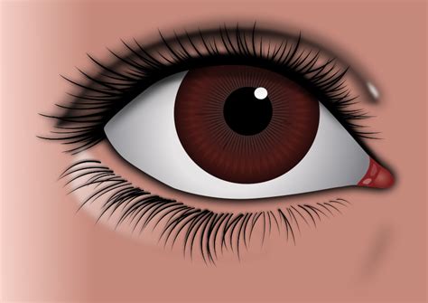 Free Clipart: Realistic Brown Eye | Roduke1991