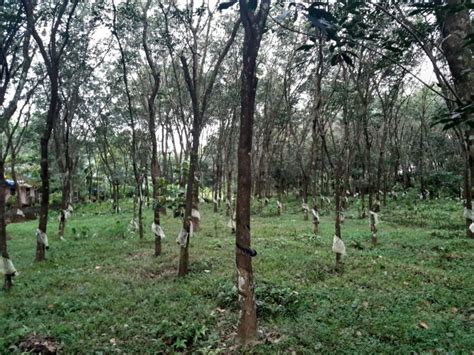 Rubber Plantation for sale at Kottayam - Kerala Real Estate