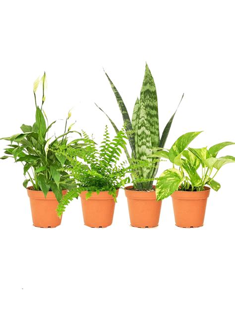 Geoponics Inc | Canada's Favorite Plant Club