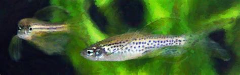 Gene-edited zebrafish models take disease research to the next level - Hubrecht Institute