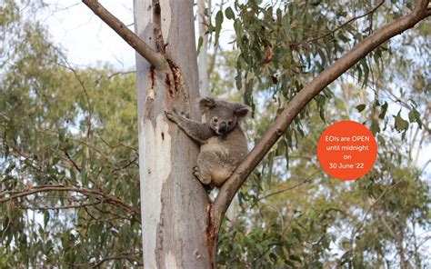 Koala Habitat Restoration Partnerships Program - Queensland Trust For ...