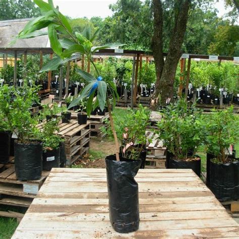 Tommy Atkins Mango Tree - Just Berry Plants