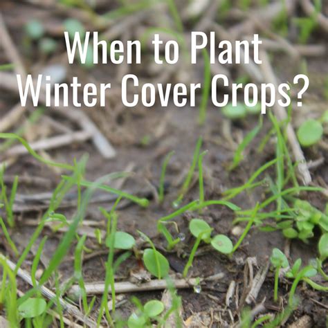 Winter Cover Crops: What You Need To Know | GO Seed