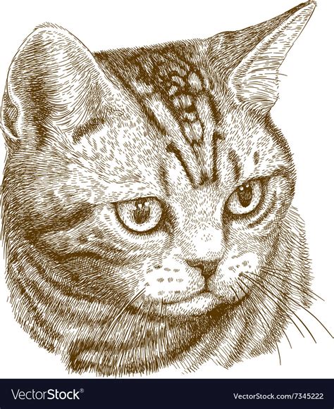 Engraving cat head Royalty Free Vector Image - VectorStock