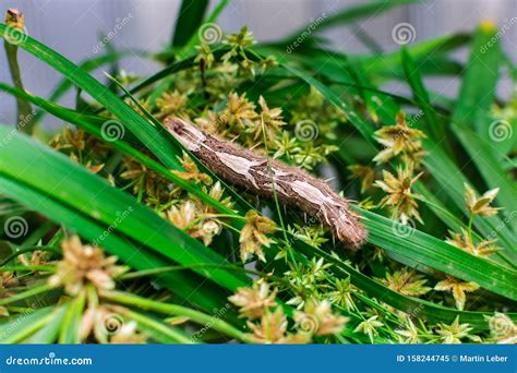 Morpho Peleides Caterpillar, on Green Leaves Stock Image - Image of color, animal: 158244745