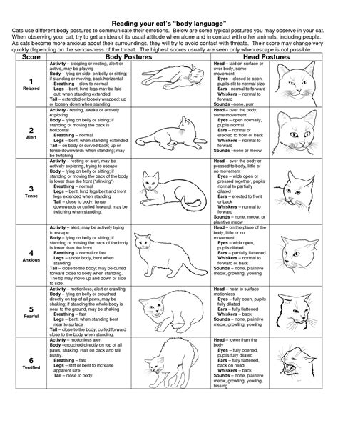 Cat Body Language - An Infographic / Poster | Paws In Training