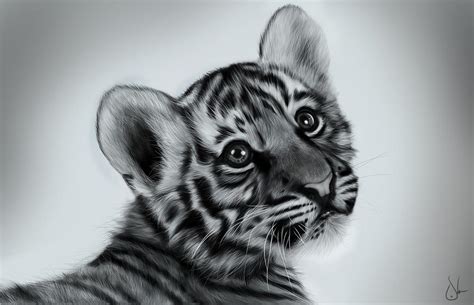 + Baby Tiger + by sven-werren on DeviantArt