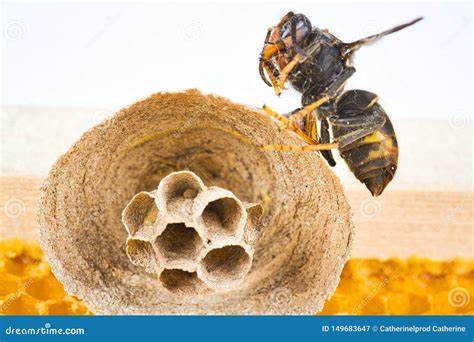 Begin Of Nest Of Asian Hornet On Beehive Frame Stock Photo ...