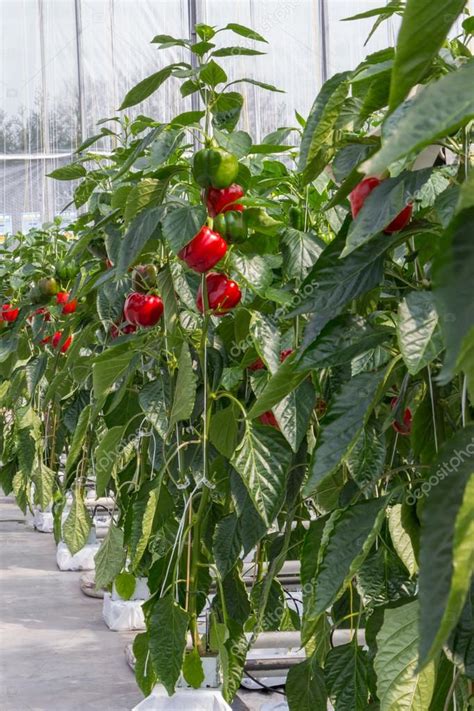 Growing peppers in a greenhouse — Stock Photo © photoweges #45012009