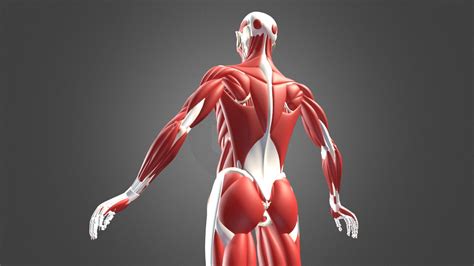 Human Bones and Muscles - 3D model by wanoco4D [8563620] - Sketchfab