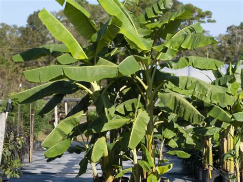 Blue Java Banana Tree For Sale Canada - Diarioa