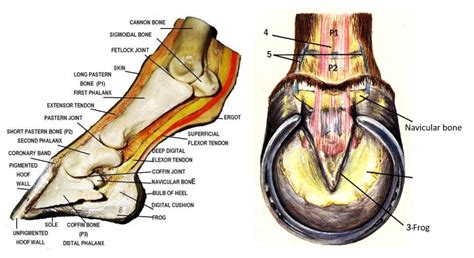 Foot anatomy – Large Animal Surgery – Supplemental Notes