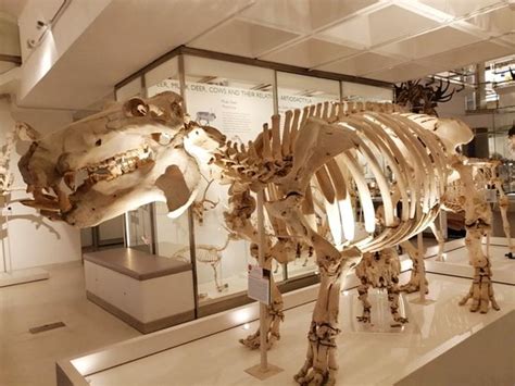 University Museum of Zoology (Cambridge) - 2020 All You Need to Know Before You Go (with Photos ...