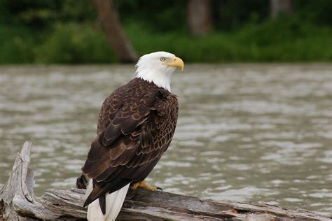 Download Eagle Bird Bird Of Prey Animal Bald Eagle HD Wallpaper