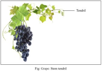 Tendrils are found in the following plants. Identify whether they are stem tendrils or leaf ...