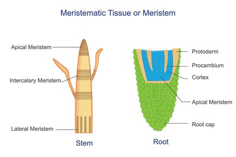 Meristematic tissue or meristem, is plant tissue responsible for growth ...