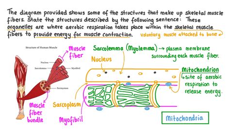 Skeletal Muscle Cell Structure