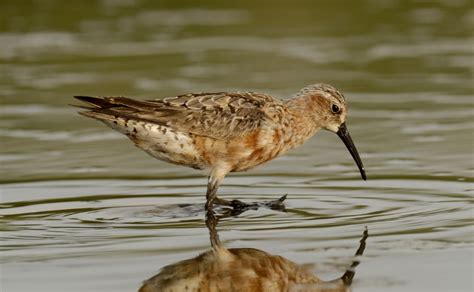 Curlew Sandpiper Facts: Identification, Diet, Migration Info etc. - Binocular Base