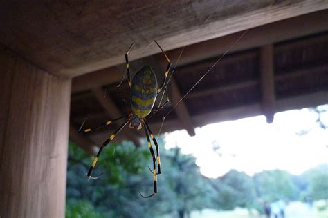 Spiders in Japan: The Tiniest Kaiju