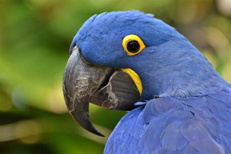 How Do Macaws Survive In The Rainforest?