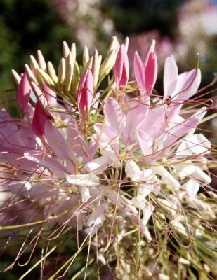 How to Plant Cleome Seeds | Home Guides | SF Gate