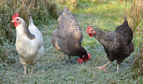 IN THE WILDLIFE GARDENS OF LA CHABOTTERIE: Three French Hens