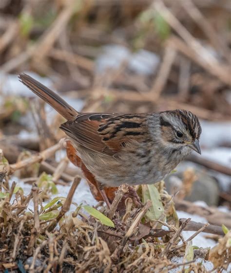 Identification of 11 Sparrow Species: a Photographic Guide | Miles Hearn