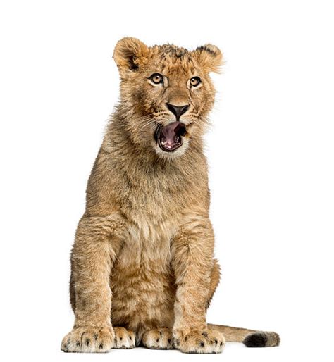 Royalty Free Lion Cub Pictures, Images and Stock Photos - iStock