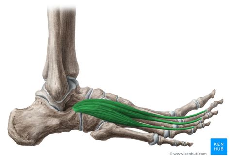 Extensor digitorum brevis: Attachments, function | Kenhub