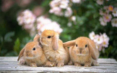 🐰Bunny Lovers Family🐇