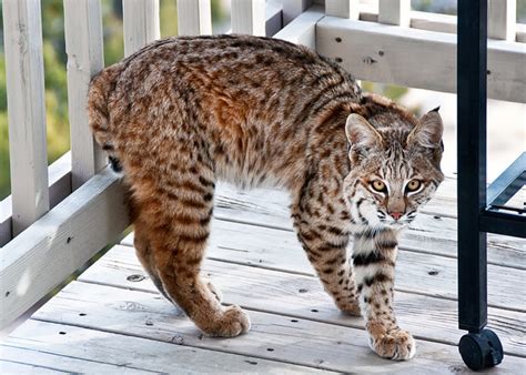 Exotic Pet Care: Bobcats as Pets | PetHelpful