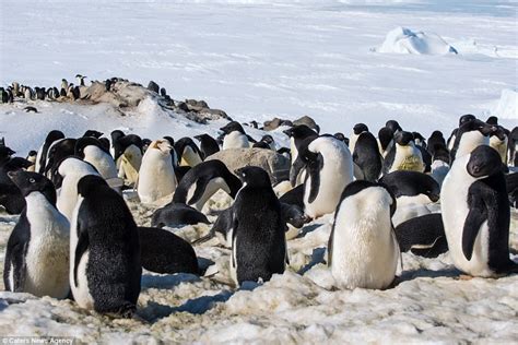 Extremely rare white Adelie penguin spotted in Antarctica | Daily Mail Online