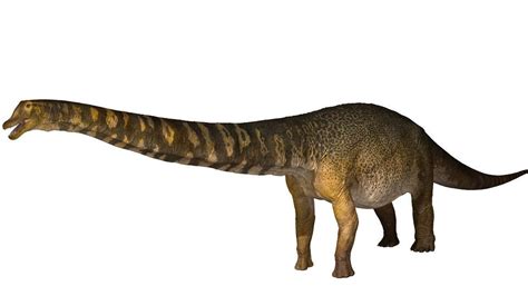 Dinosaurus ontdekt in Australië Geïdentificeerd als nieuwe soort, zou een van de grootste in ...