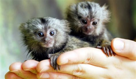 What is the pygmy marmoset like, the smallest monkey in the world that ...