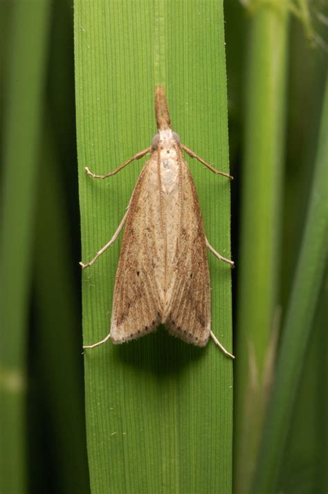 Rice stem-borers – Pests of Bhutan