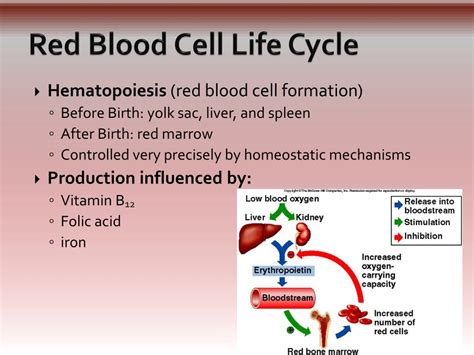 Blood Cell Life Cycle